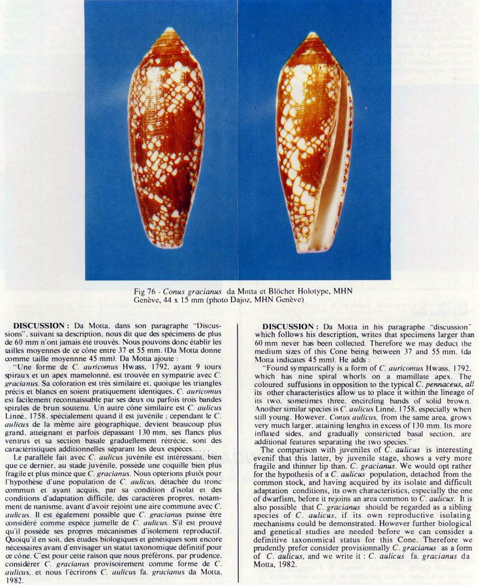 Conus gracianus, da Motta & Blöcher 1982